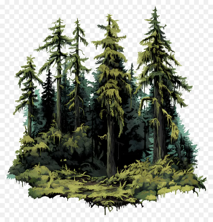 Bosques Cubiertos De Musgo，Bosque PNG