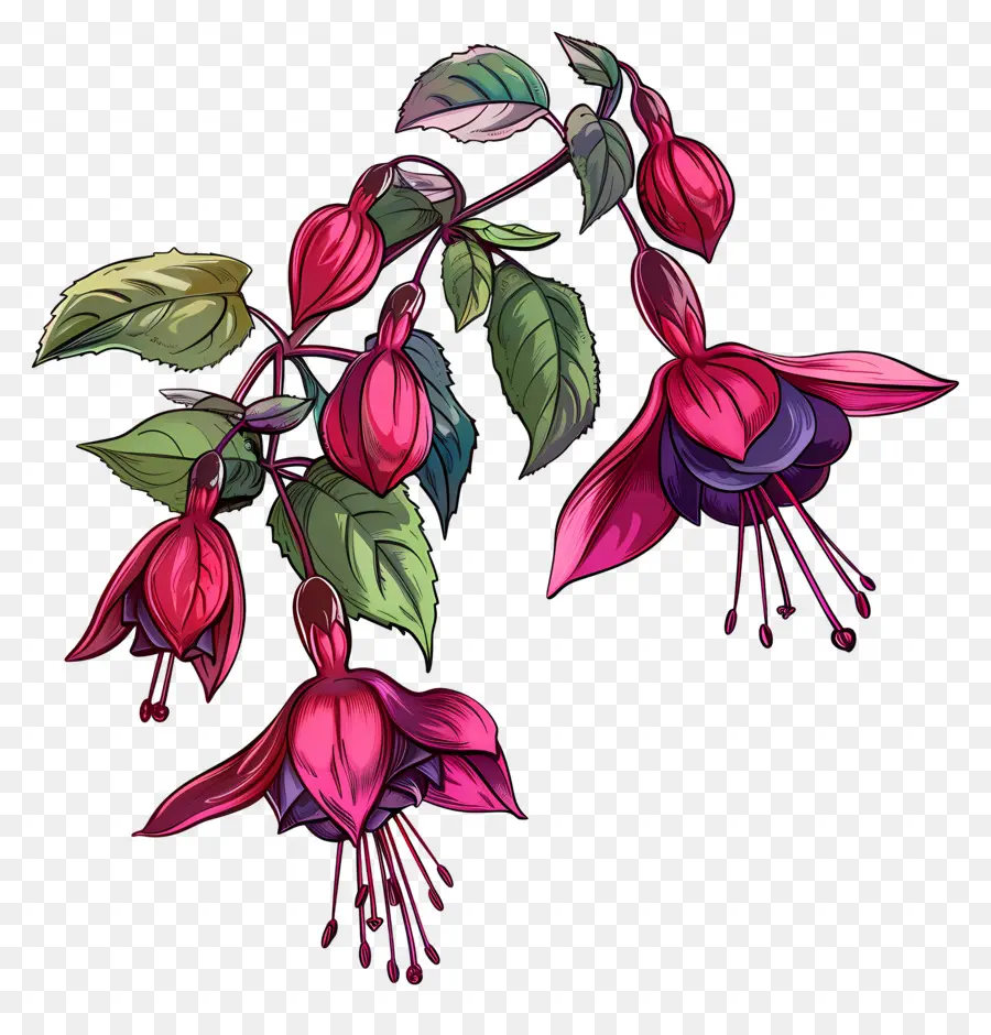 Flores Fucsias，Flores Rosadas PNG