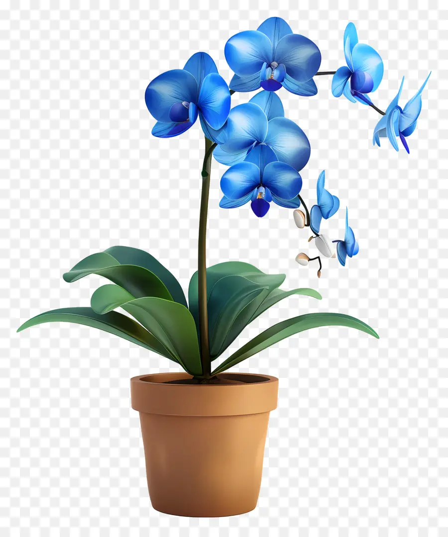 Orquídea Azul，Orquídea En Maceta PNG