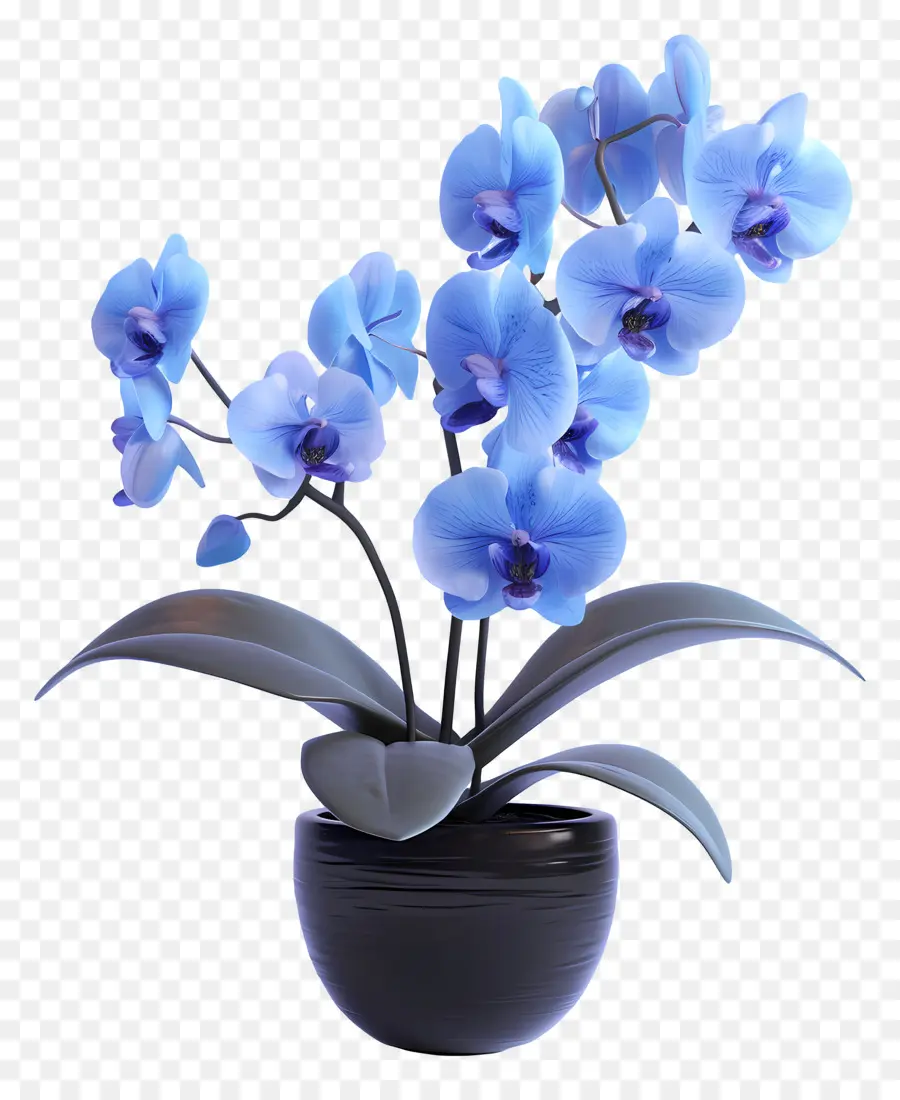 Orquídea Azul，Orquídeas Azules PNG