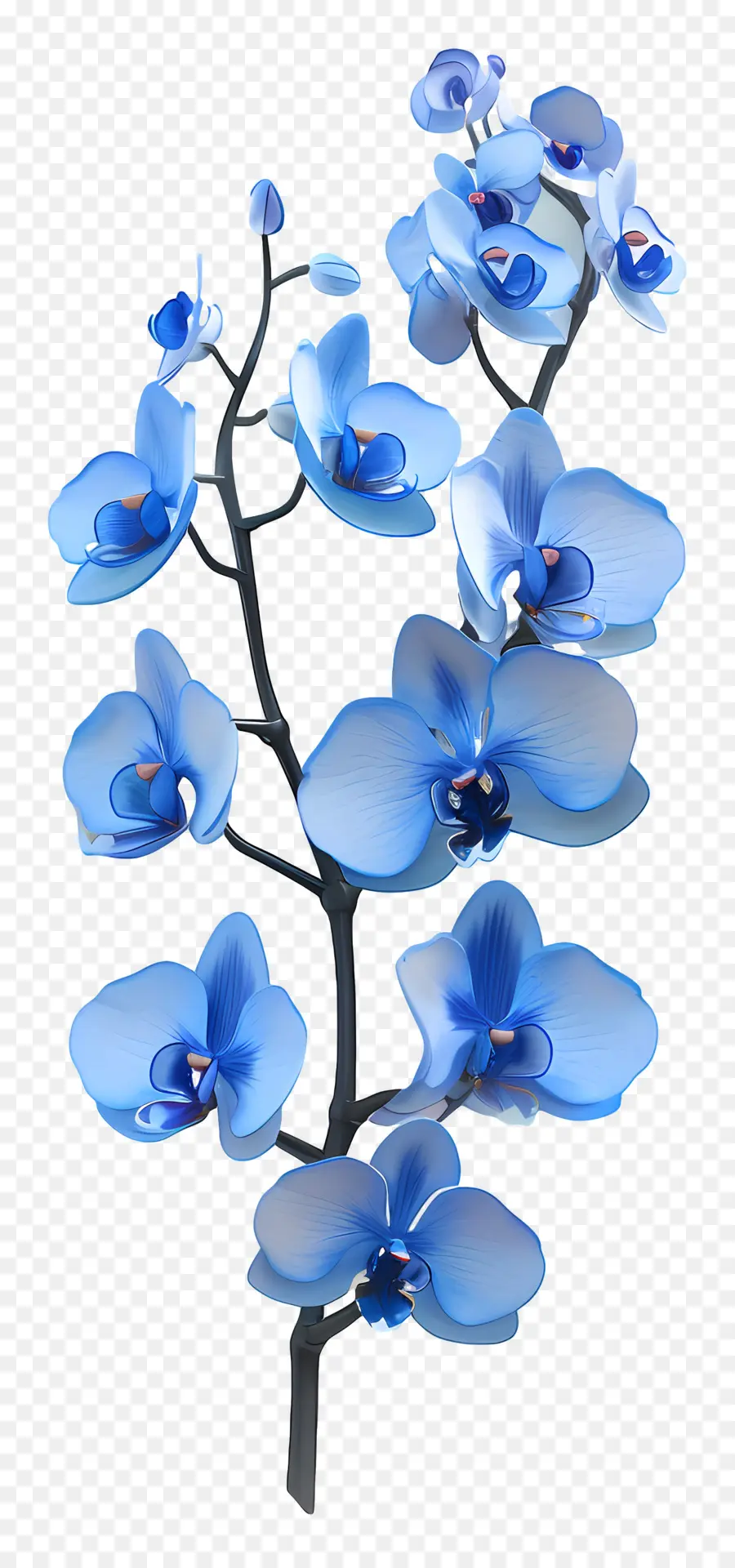 Orquídea Azul，Orquídeas Azules PNG