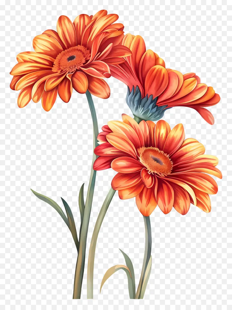 Flores Gerberas，Flores PNG