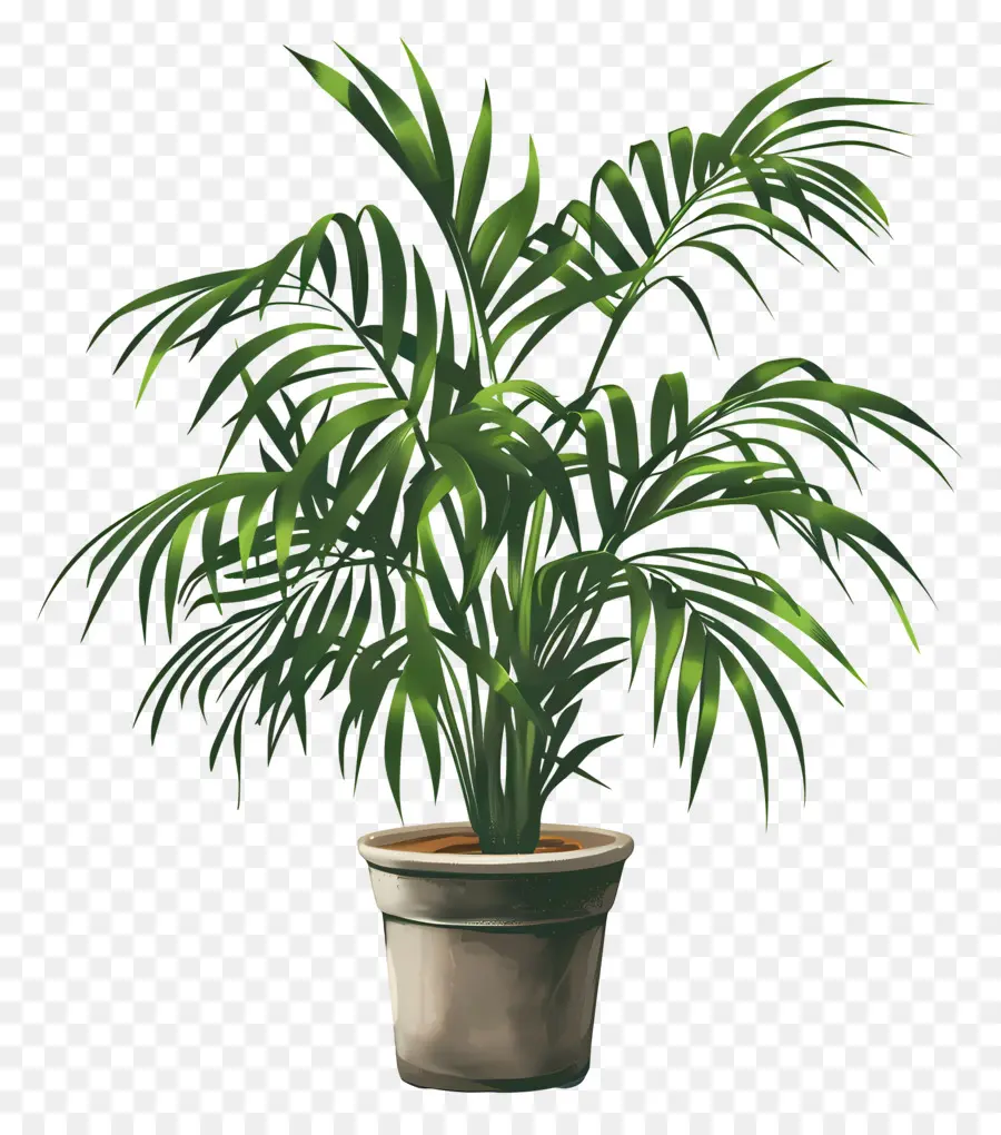 Palma De Salón，Planta En Maceta PNG