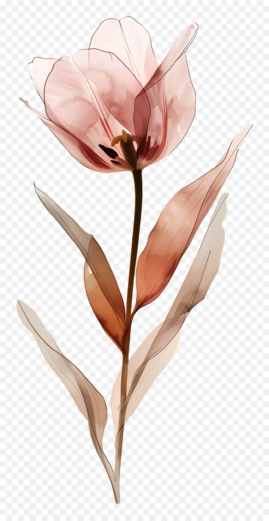 Tulipán，Flor Marrón PNG