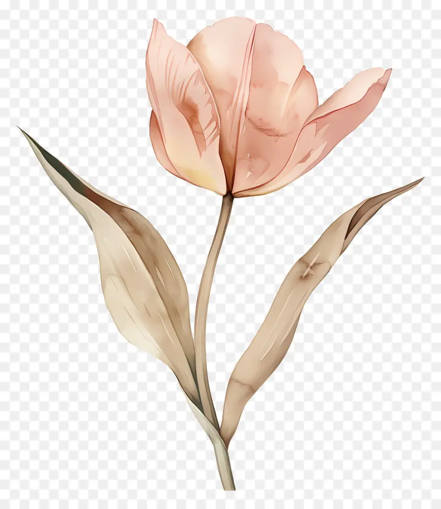 Tulipán，Flor PNG