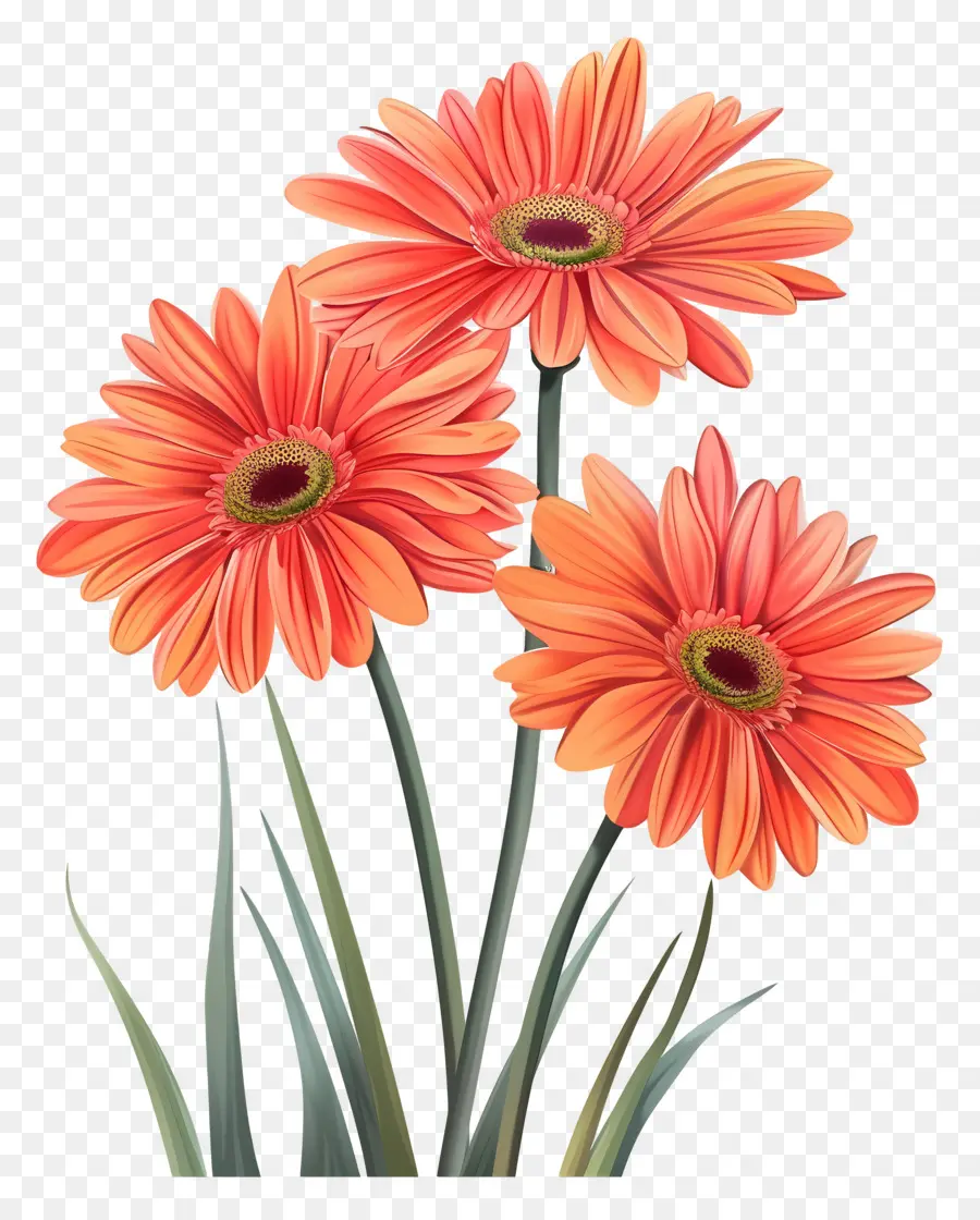 Flores Gerberas，Flores Rojas PNG