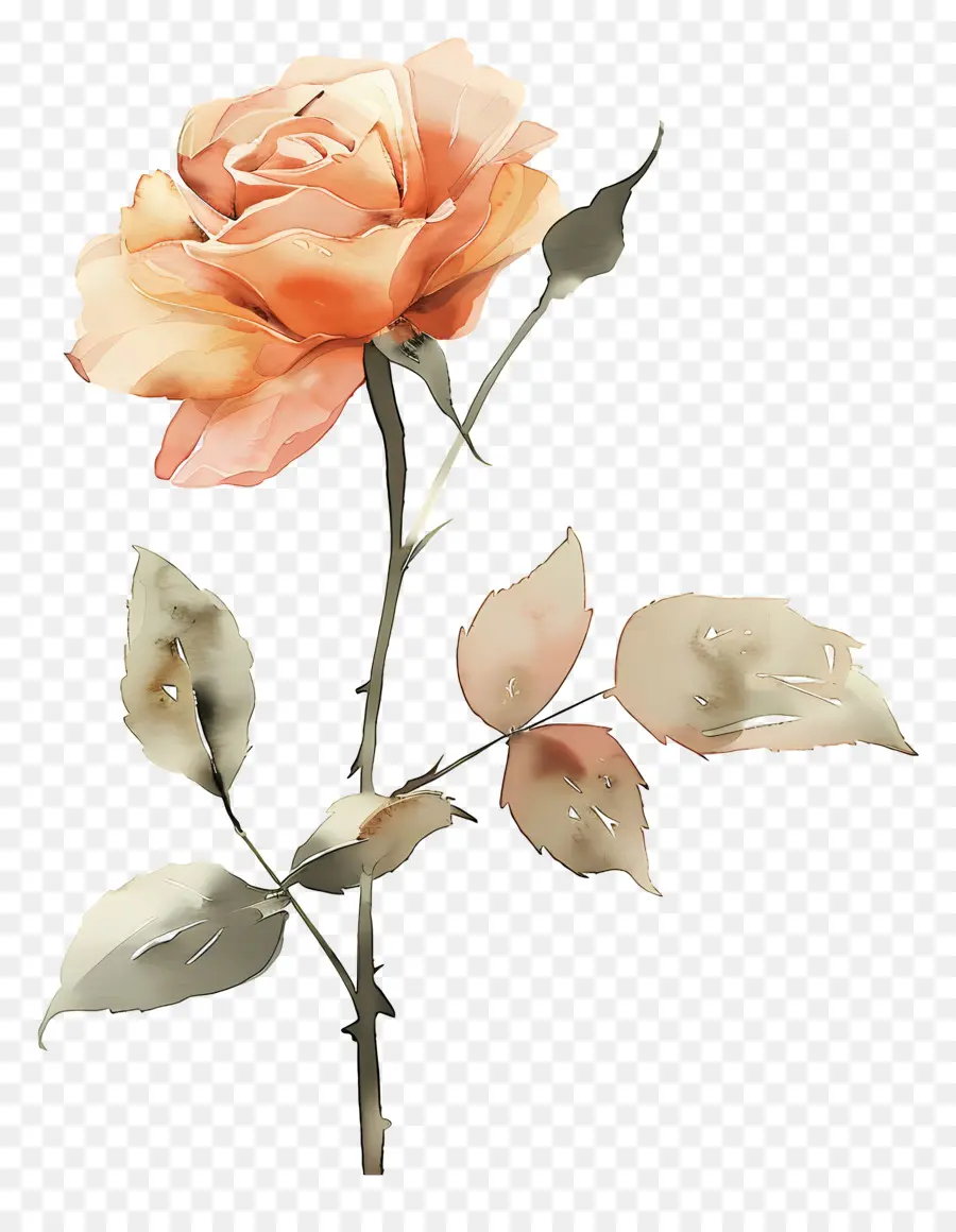 Flor Rosa，Rosas Naranjas PNG