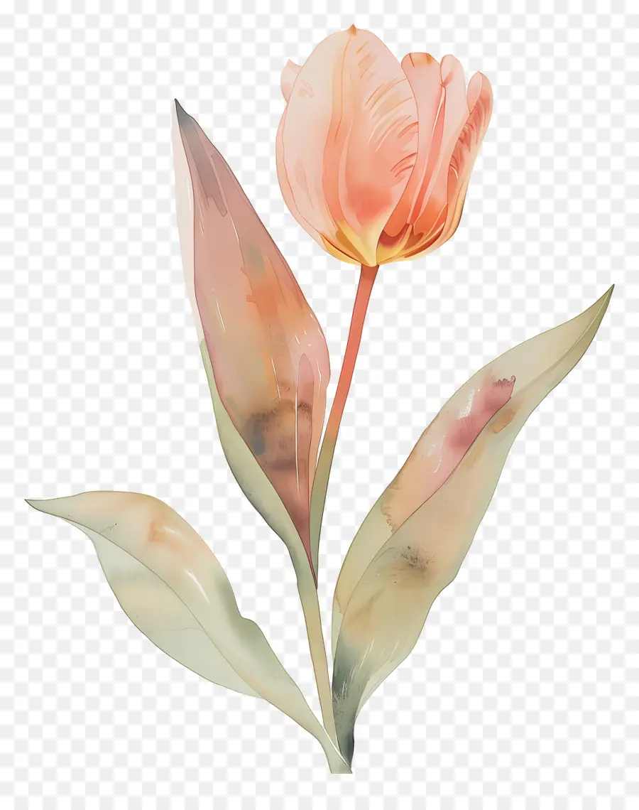 Tulipán，Flor PNG