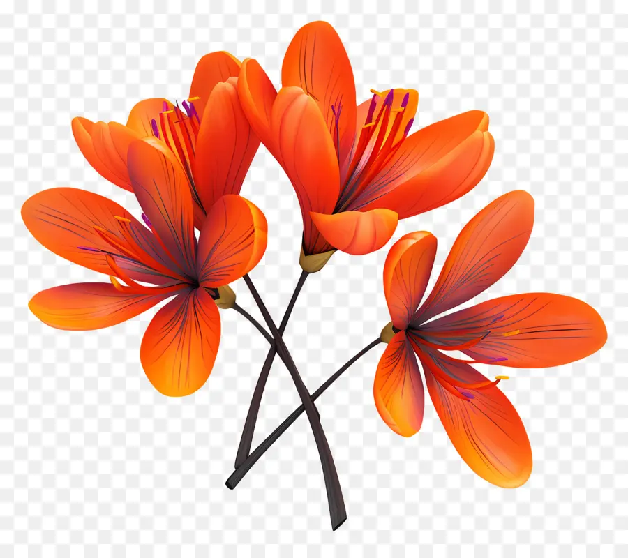 Flores De Azafrán，Flores De Naranja PNG