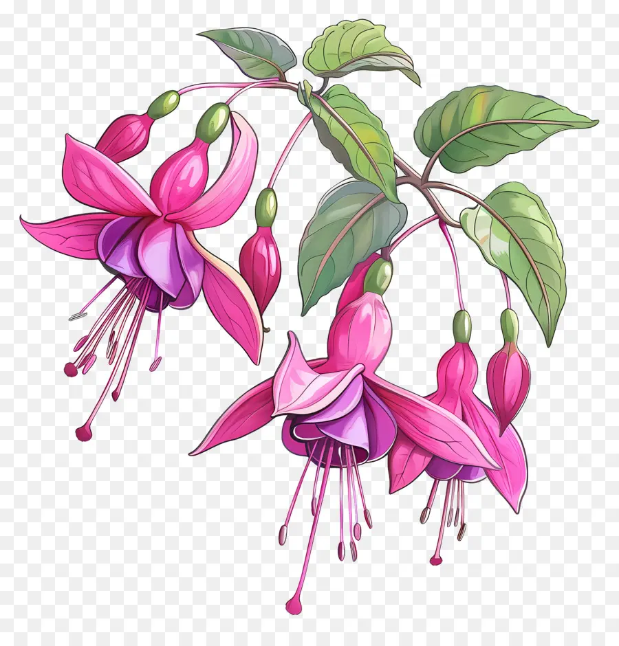 Flores Fucsias，Flores Rosadas PNG