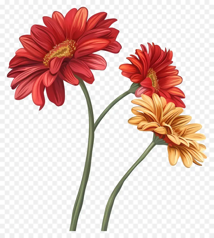 Flores Gerberas，Flores De Dalia PNG