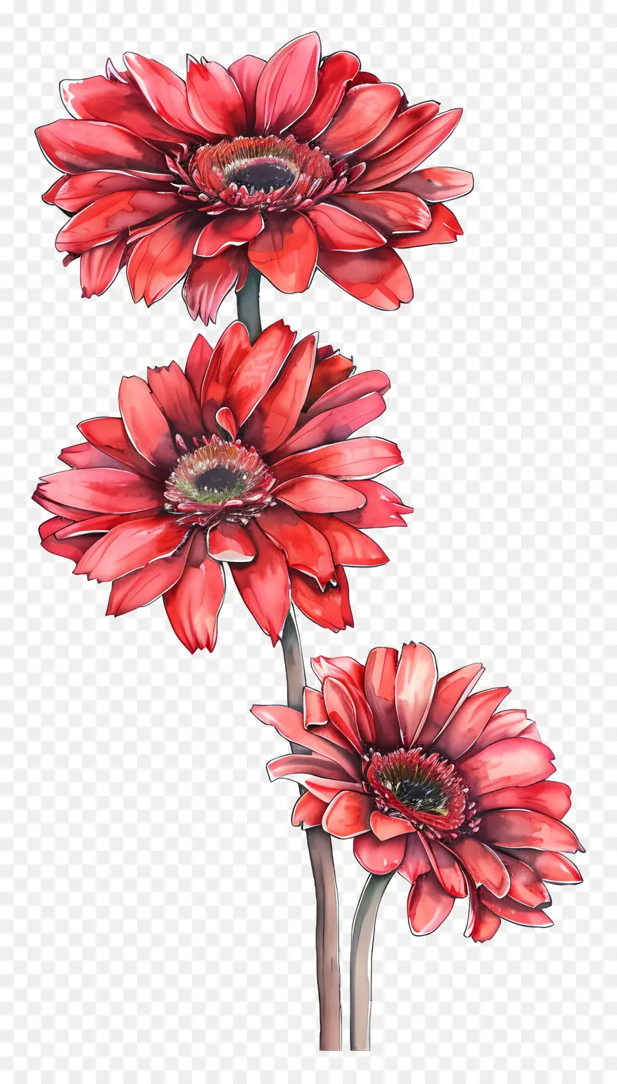 Flores Gerberas，Flor Roja PNG