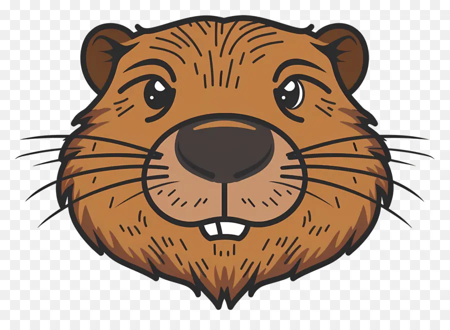 Cara De Castor，Marmota PNG