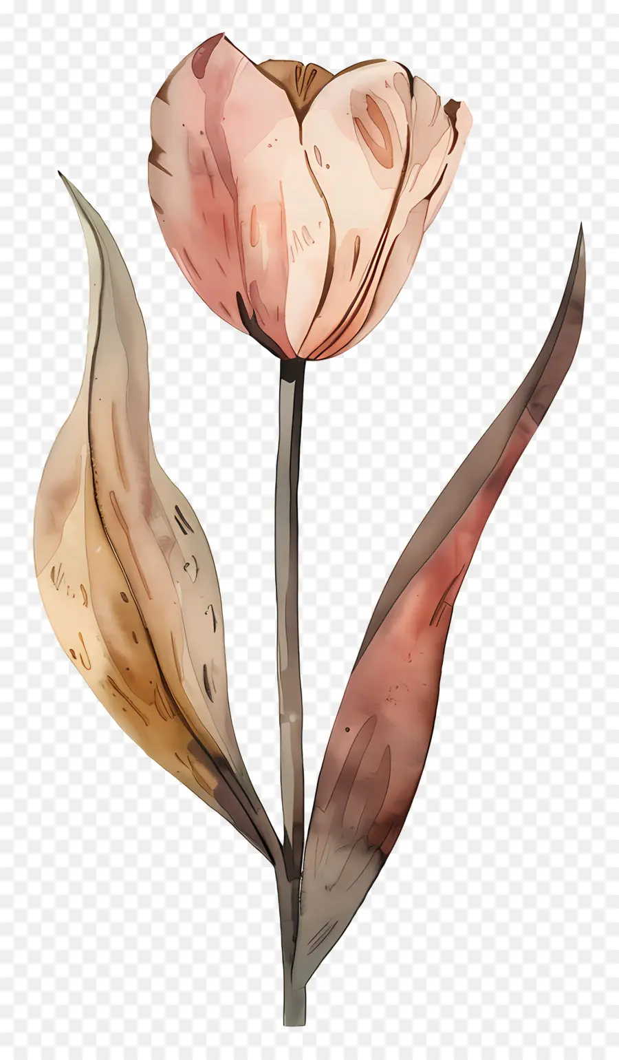 Tulipán，Flor Marrón PNG