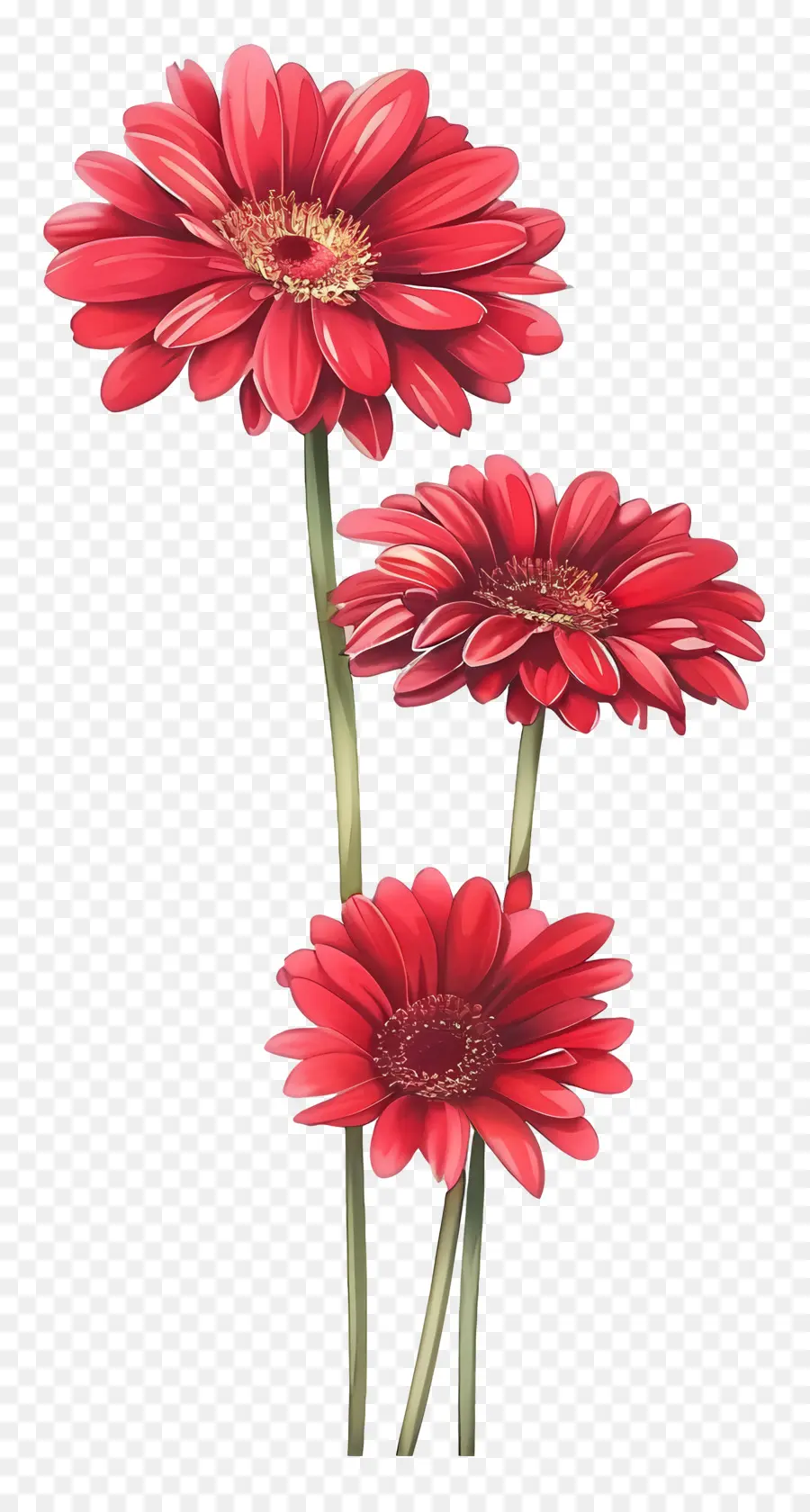 Flores Gerberas，Flor Roja PNG