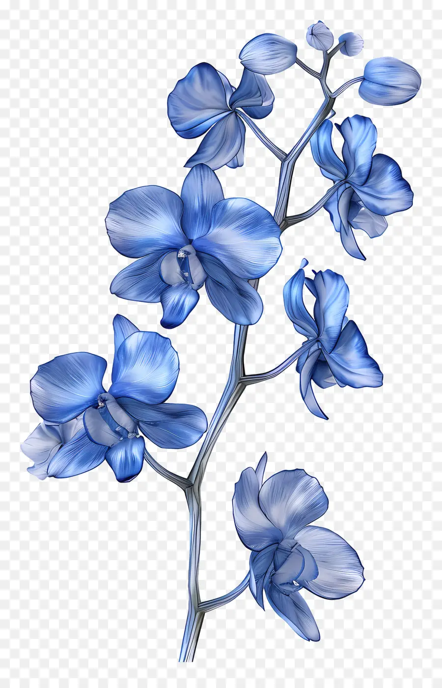 Orquídea Azul，Orquídeas Azules PNG