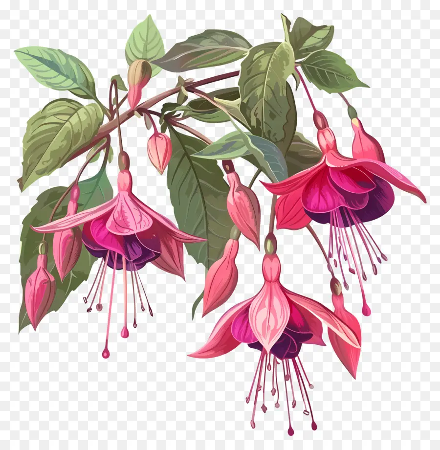 Flores Fucsias，Flores Rosadas PNG