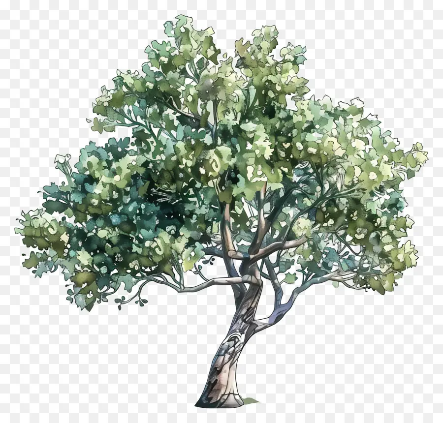 árbol De Acuarela，árbol Verde PNG