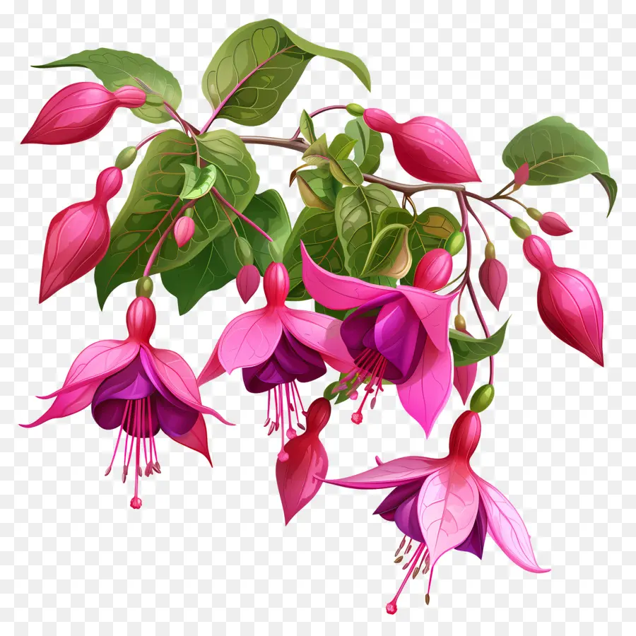 Flores Fucsias，Flores Rosadas PNG