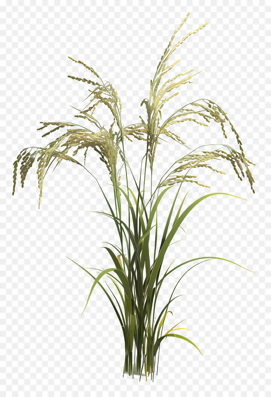 Tallo De Arroz，Planta De Arroz PNG