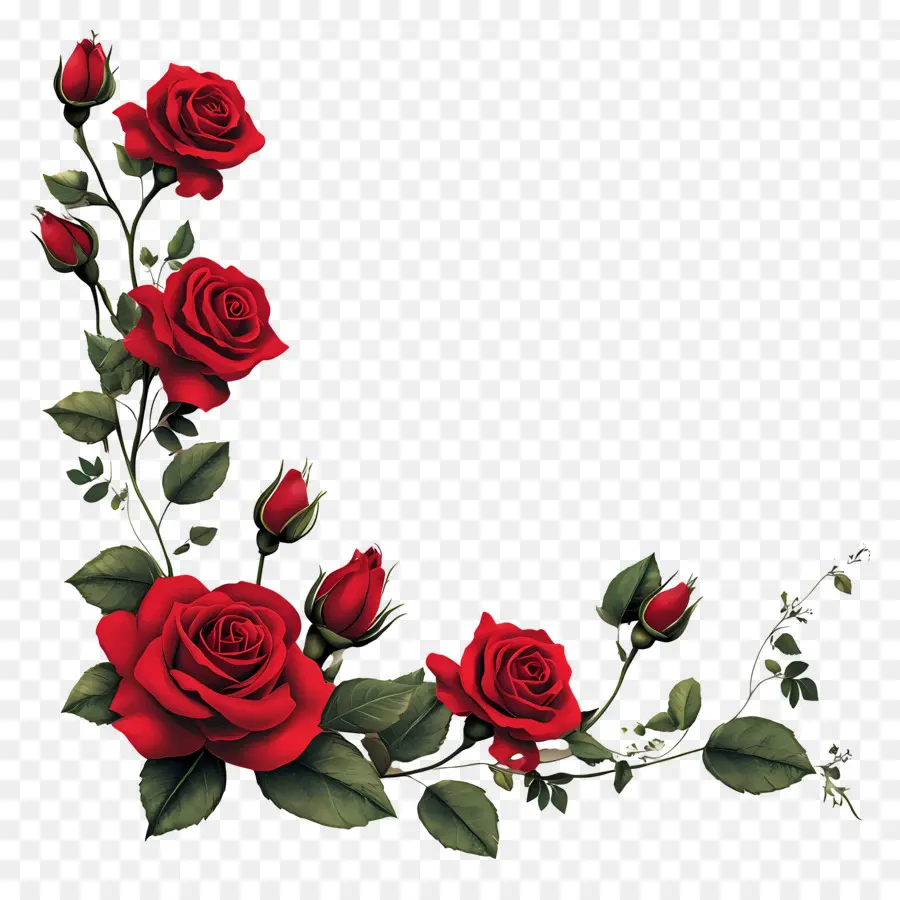 Rosa，Rosas Rojas PNG