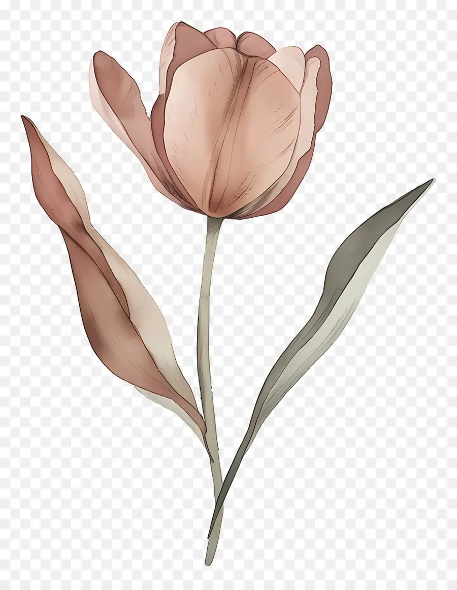 Tulipán，Flor PNG