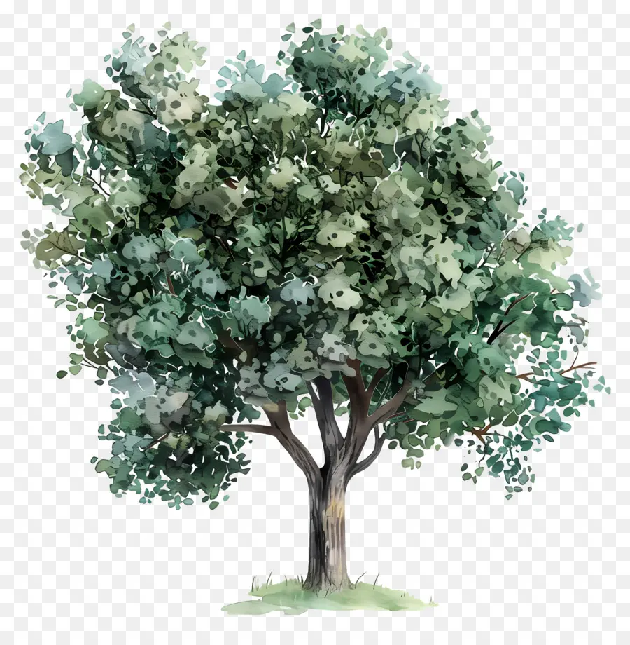 árbol De Acuarela，árbol Verde PNG