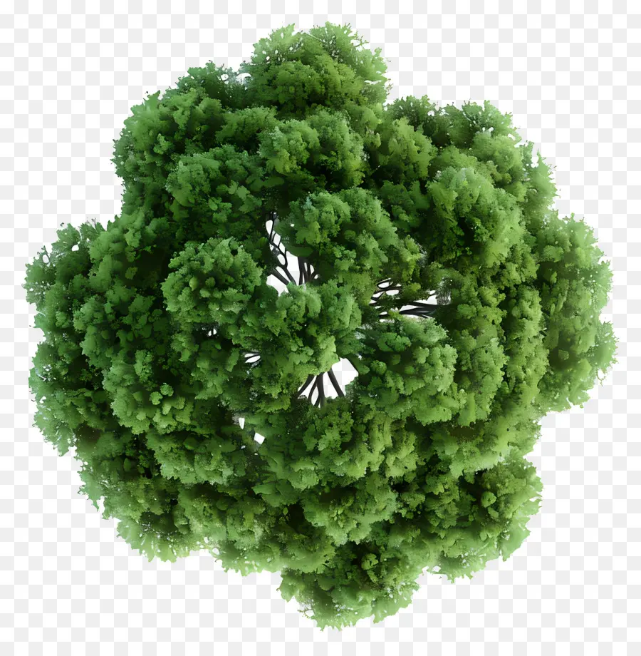 Plano Del Arbol，Árbol PNG