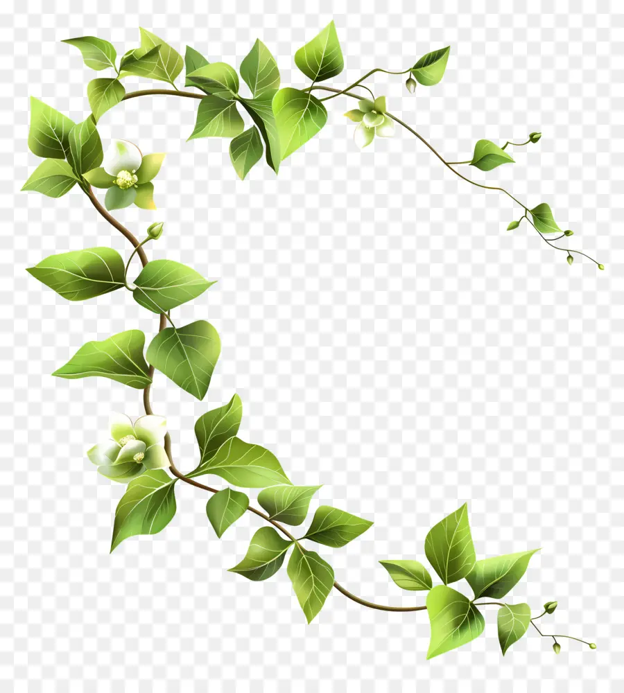 Flores Verdes，Enredadera PNG