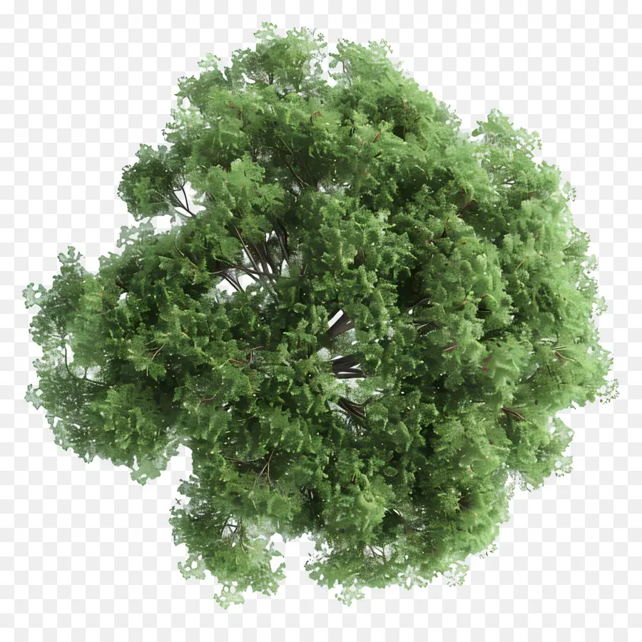 Plano Del Arbol，Árbol PNG