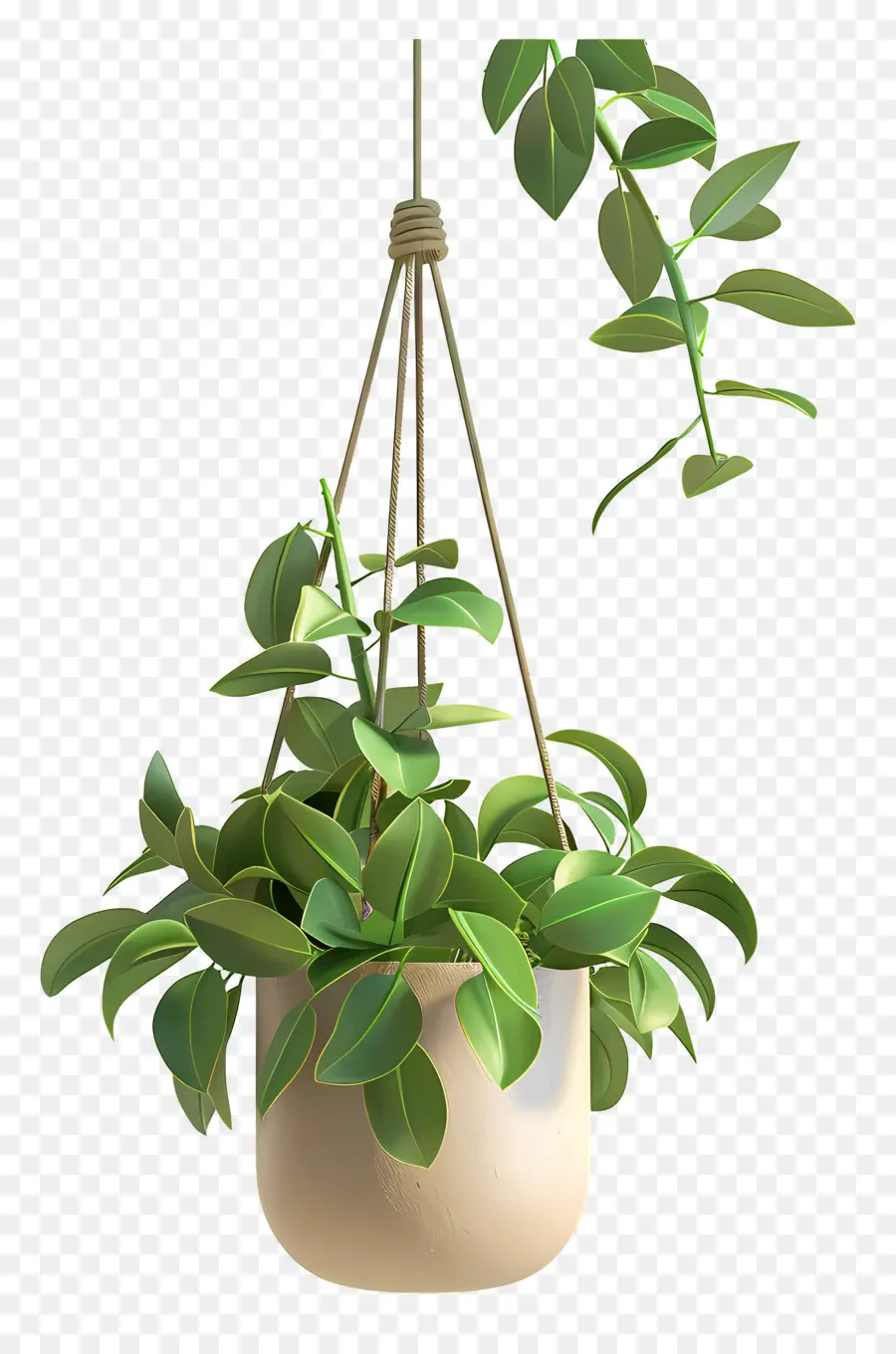 Planta En Maceta Suspendida，Planta Colgante PNG