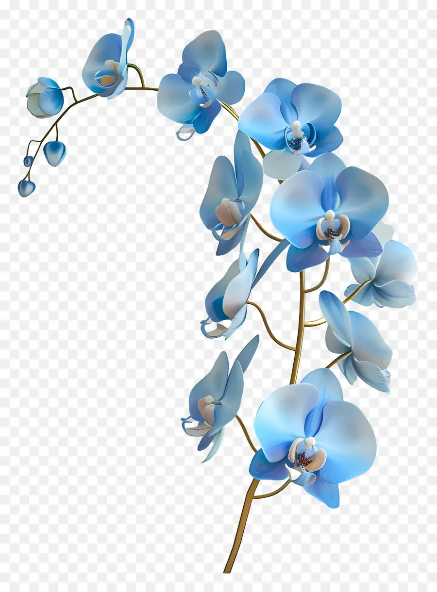 Orquídea Azul，Orquídeas Azules PNG