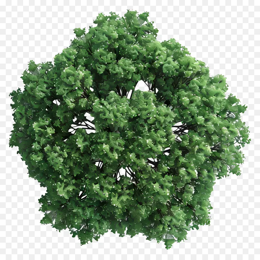 Plano Del Arbol，árbol Verde PNG