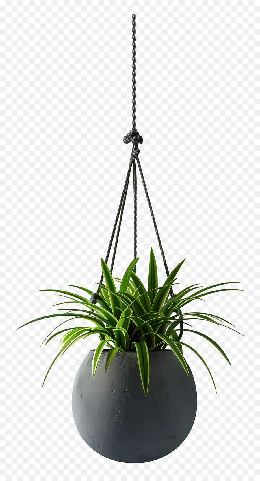 Planta En Maceta Suspendida，Planta Colgante PNG