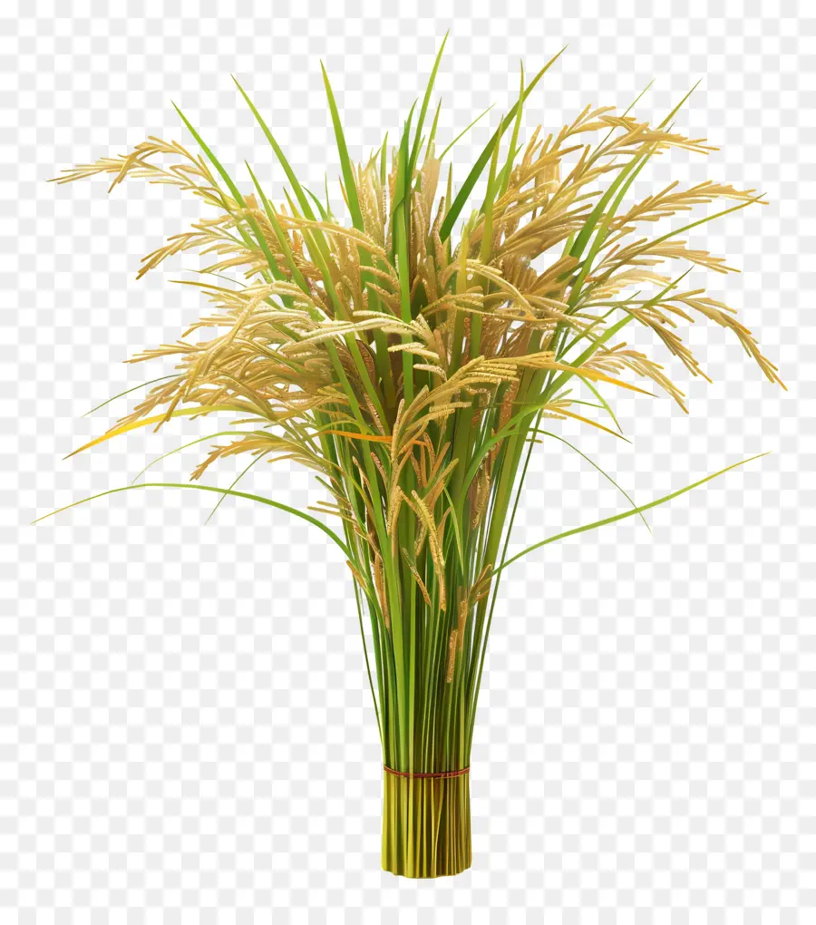 Tallo De Arroz，Planta De Arroz PNG