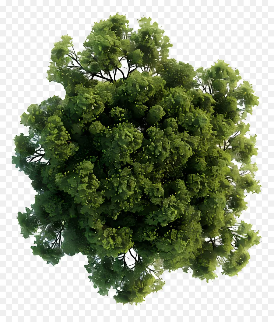 Plano Del Arbol，Árbol PNG