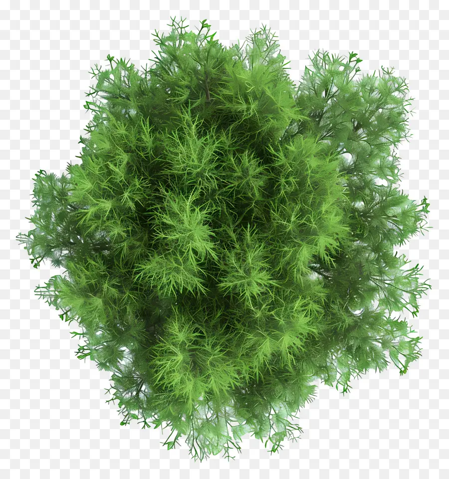 Plano Del Arbol，Arbusto PNG