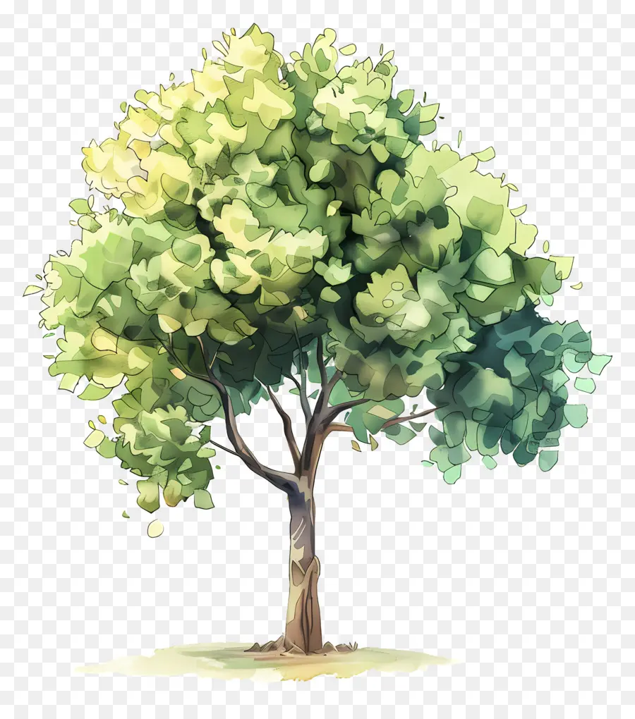 árbol De Acuarela，Árbol PNG