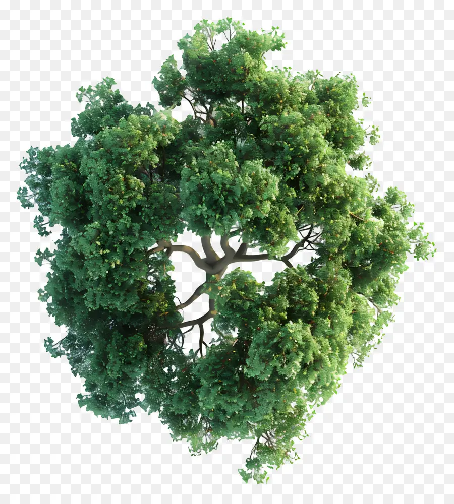 Plano Del Arbol，Árbol PNG