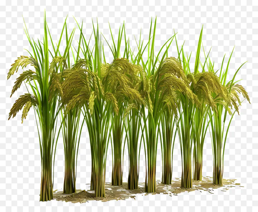 Tallo De Arroz，Plantas De Arroz PNG