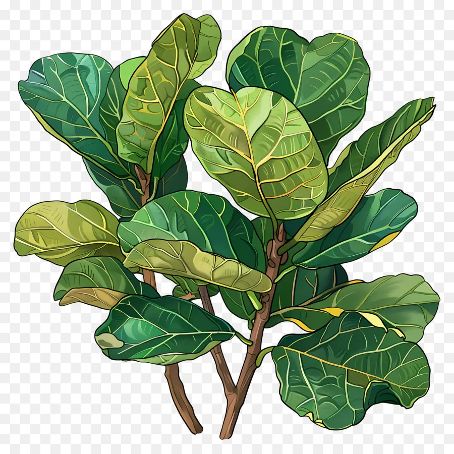 Ficus Lirata，Planta Verde PNG