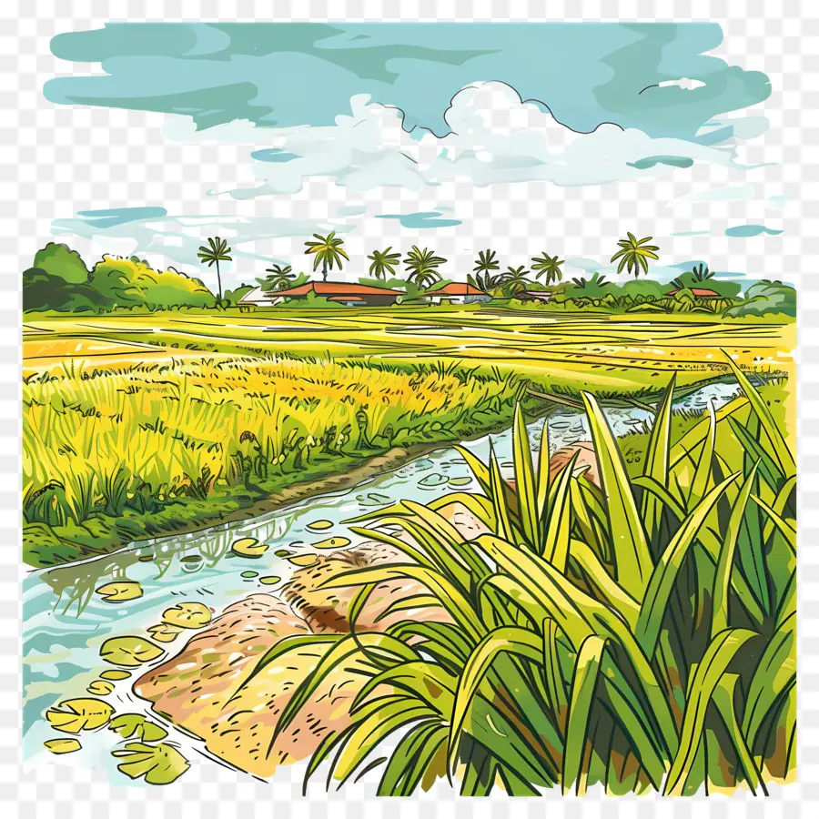 Campo De Arroz，Naturaleza PNG