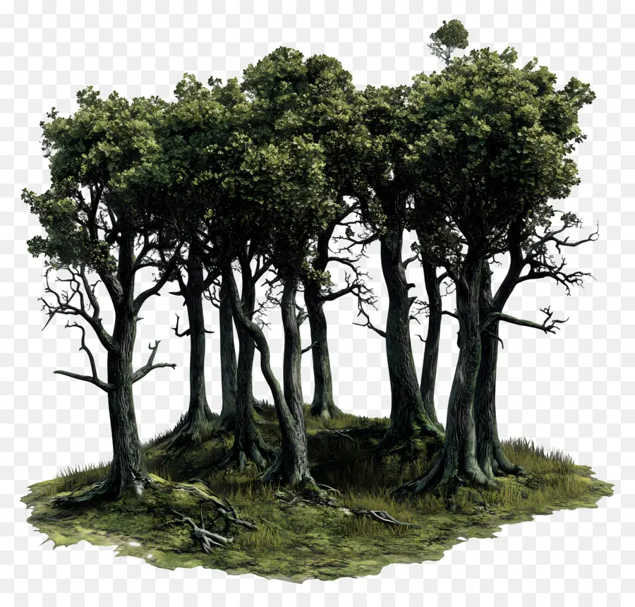 Bosques Cubiertos De Musgo，Árboles PNG