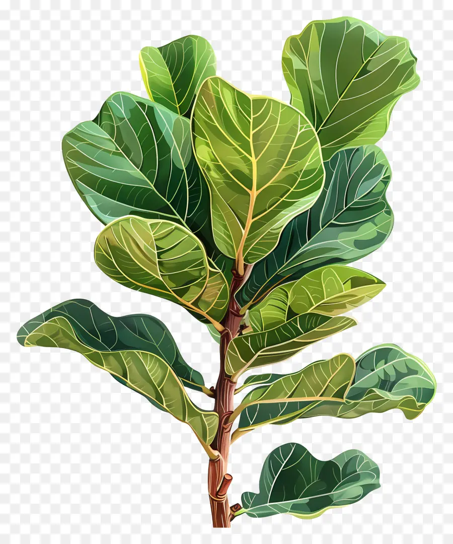 Ficus Lirata，Hojas PNG