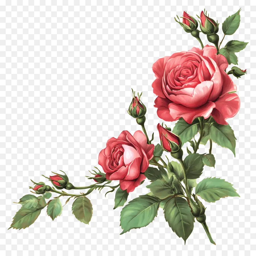 Rosa，Rosas Naranjas PNG