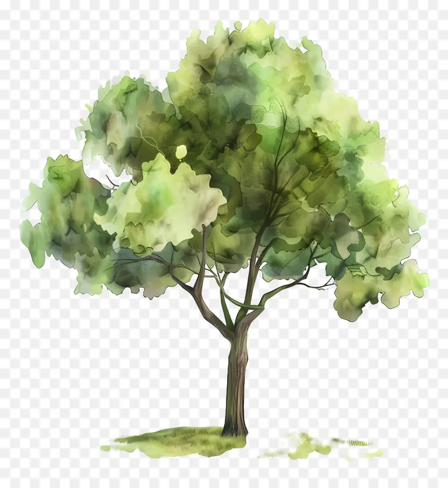 árbol De Acuarela，Árbol PNG