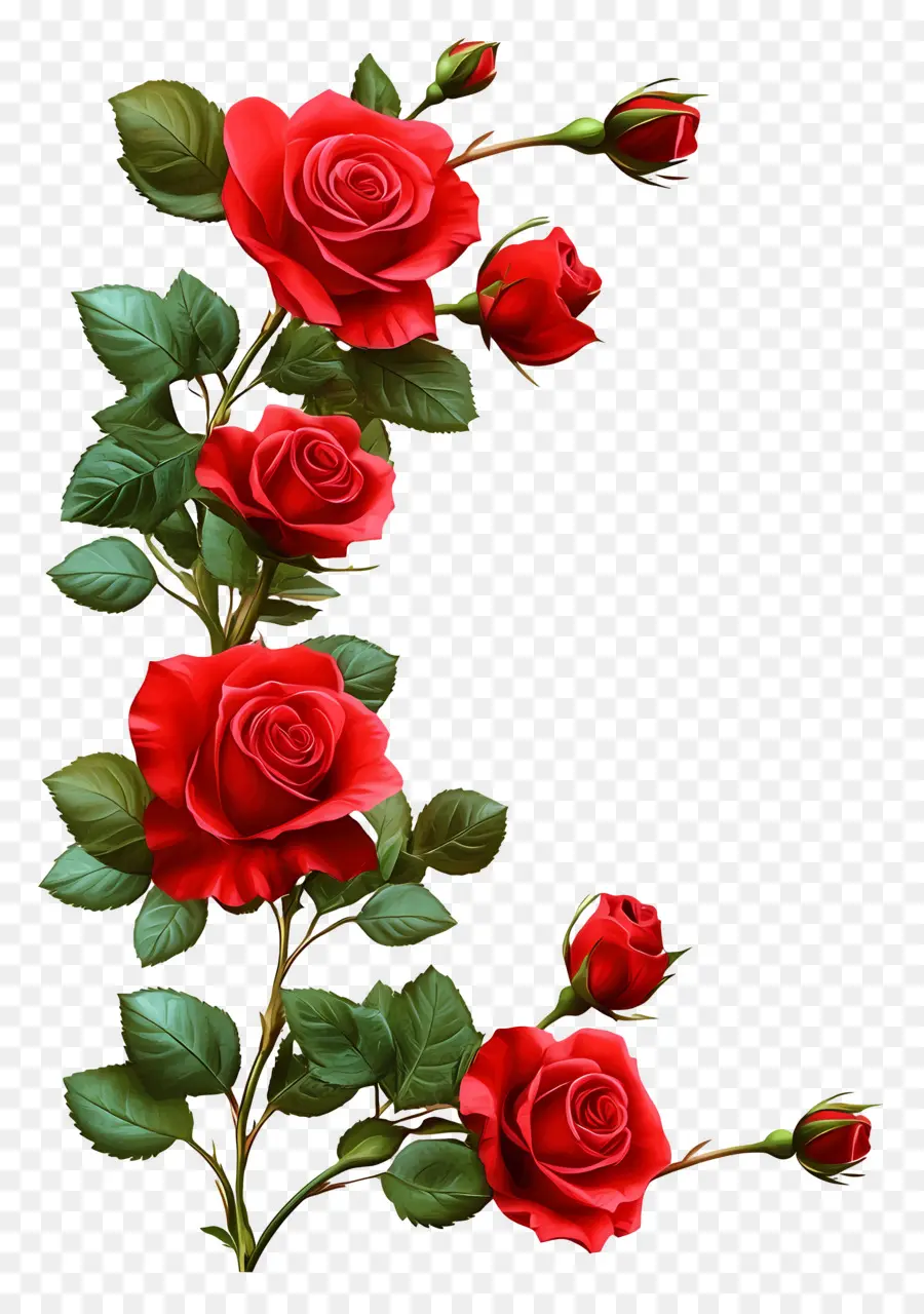 Rosa，Rosas Rojas PNG