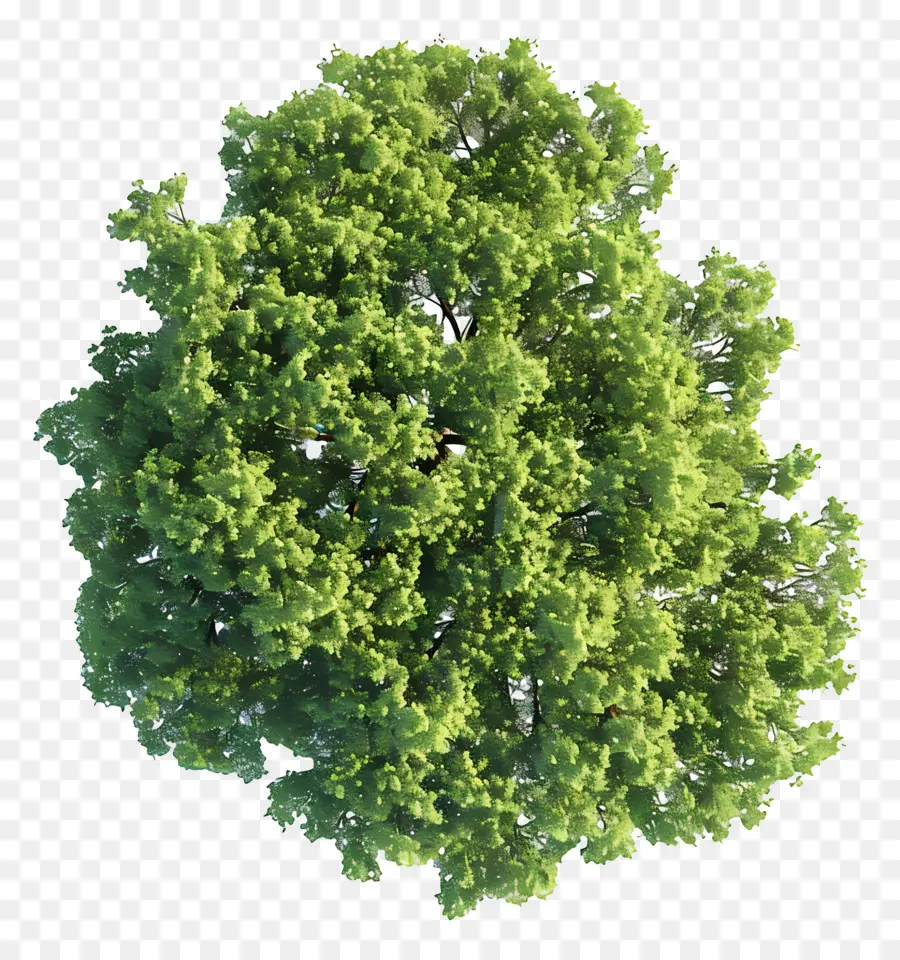 Plano Del Arbol，Árbol PNG