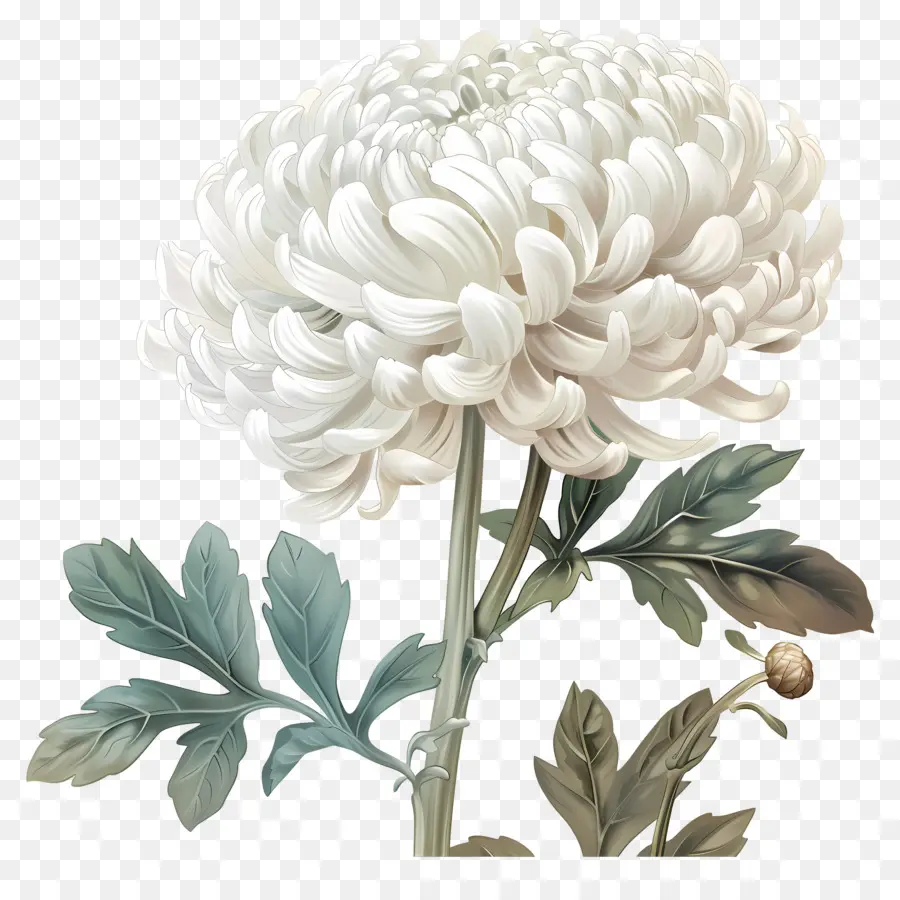 Flores De Crisantemo Blanco，Crisantemos Blancos PNG