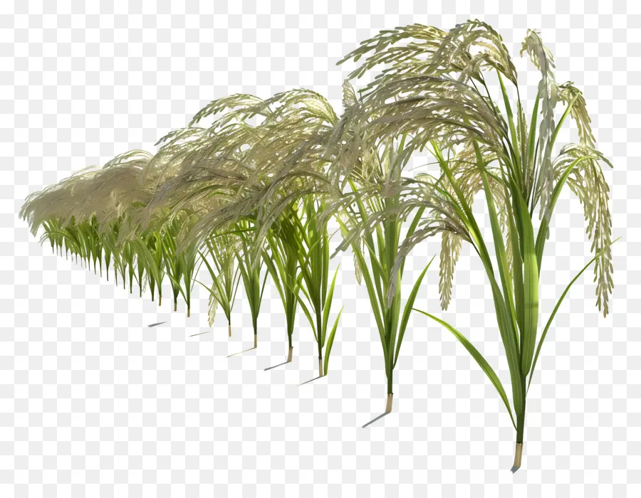 Tallo De Arroz，Plantas De Arroz PNG